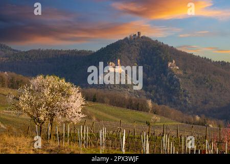 Ruinen von Chateau de Saint-Ulrich, Ruinen von Chateau du Girsberg und Chateau du Haut-Ribeaupierre in der Nähe von Ribeauville, Elsass, Frankreich Stockfoto