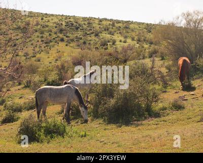 Wildpferde im Tonto National Forest von Arizona. Stockfoto