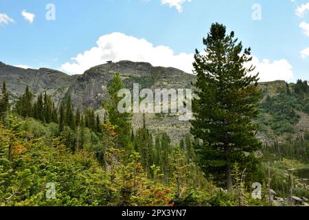 Eine hohe, flauschige Zederne auf dem sanften Hang eines hohen Berges, der an einem sonnigen Sommertag mit Büschen und Gras überwuchert ist. Naturpark Ergaki, Krasnoyarsk reg Stockfoto