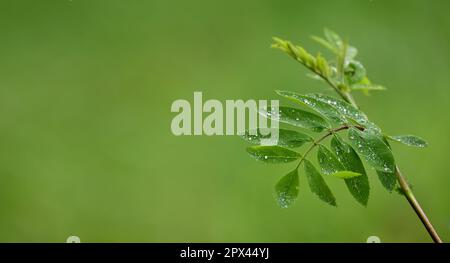 Regentropfen auf Rowan-Blättern. Europäische Bergasche (Sorbus aucuparia), Natur- oder Wetterhintergrund mit Kopierraum Stockfoto