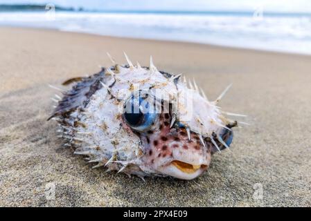 Toter Kugelfisch, der am Strand gewaschen wurde, liegt auf dem Sand in Zicatela Puerto Escondido Oaxaca Mexiko. Stockfoto