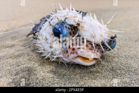 Toter Kugelfisch, der am Strand gewaschen wurde, liegt auf dem Sand in Zicatela Puerto Escondido Oaxaca Mexiko. Stockfoto