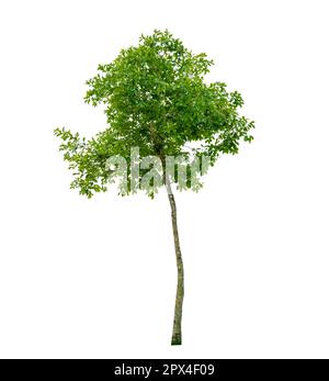 Baum Strauch Gartendekoration Weißer Hintergrund Stockfoto