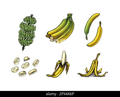 Bananenobst und Palmenblätter. Handgemalt mit Tinte im Vintage-Stil. Lineares Grafikdesign. Detaillierte vegetarische Speisen. Vektordarstellung für Beschriftung Stock Vektor