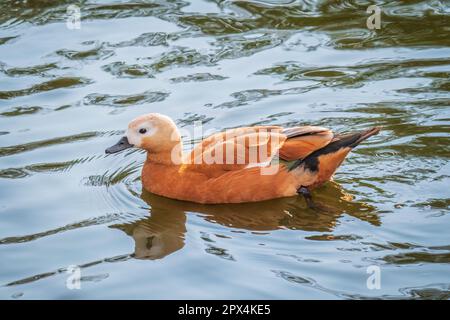 Ruddy Shelduck, oder rote Ente, lat. Tadorna ferruginea, Schwimmen auf einem See. Es ist Wasservögel Familie von Enten, ähnlich wie die gemeinsame. Der Vogel hat einen Orang Stockfoto