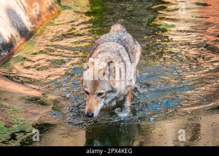 Grauer Wolf, Canis Lupus, spritzt durch Wasser. Grauer Wolf, der über einen Bach läuft. Nahaufnahme eines grauen Wolfs, der im Flusswasser waten und towar blickten Stockfoto