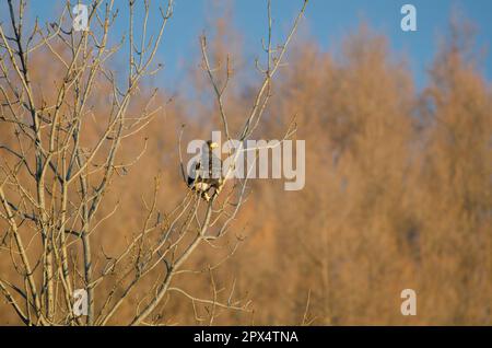 Der junge Stellersche Seeadler Haliaeetus pelagicus. Kiyosato. Hokkaido. Japan. Stockfoto