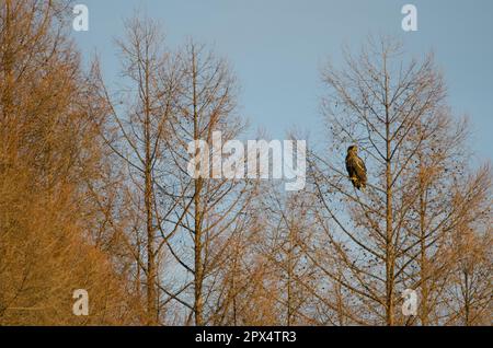 Junger Stellerscher Seeadler Haliaeetus pelagicus an einem Baum. Kiyosato. Hokkaido. Japan. Stockfoto