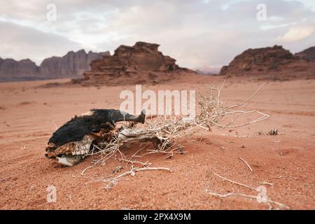 Alter Ziegenkopf, Fleisch von wilden Tieren und Vögeln gefressen, auf roter Sandwüste, Berge in der Ferne, Landschaft von Wadi Rum, Jordanien. Stockfoto