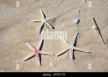 Drei Sandsterne, Seesterne Stockfoto