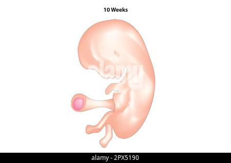 Anatomie des 10-Wochen-Feten Stock Vektor