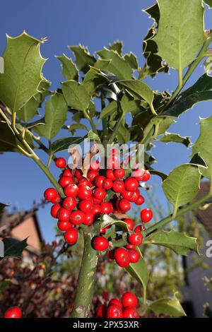 Europäische Stechpalme (Ilex aquifolium) oder Gewöhnliche Stechpalme, Hülse - rote Früchte am Strauch Stockfoto