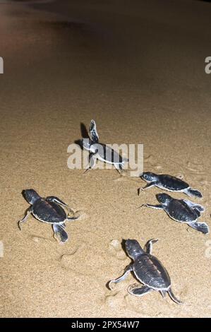 Baby Green Turtles, Chelonia mydas, auf Sand am Sukamade Beach in Ost-Java in Indonesien Stockfoto