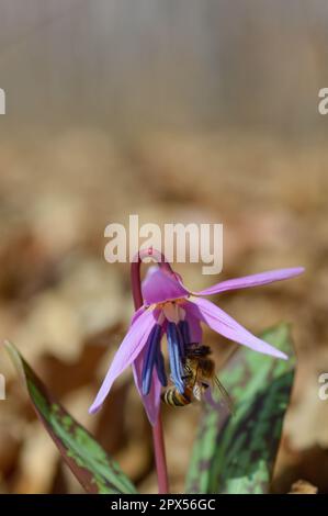 Kleine Biene auf einem Erythronium Dens-canis, Hundszahn violett, Fawn Lilie, Makro-Nahaufnahme einer Biene in einer frühen Frühlingsblume, rosa Blütenblätter, Wildblume. Stockfoto