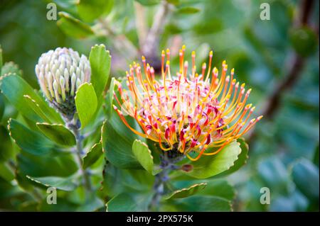 Endemische Arten von Mossel Bay Nadelkissen protea wächst in der Afrikanische Wildnis Stockfoto