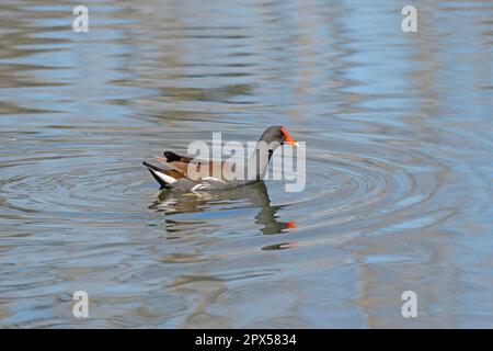 Common Gallinule an einem sonnigen Tag am Elm Lake im Brazos Bend State Park in Texas Stockfoto