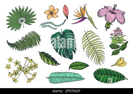 Palmenpflanze, Strelitzia, Hibiskus, Plumeria, Medinilla, Monstera. Blühende Pflanzen. Tropische oder exotische Blätter und Blätter. Vintage-Farn. Gravierte Blumen Stock Vektor