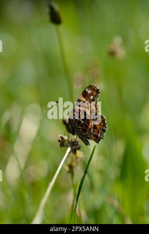 Die Karte (Araschnia levana) ist ein Schmetterling der Familie Nymphidae, brauner und oranger Schmetterling, aus der Nähe. Stockfoto