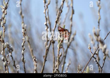 Pfau-Schmetterling auf einer Katze, bunter Schmetterling auf einer blühenden Weide, Makro-Nahaufnahme. Schmetterling in natürlicher Umgebung. Stockfoto