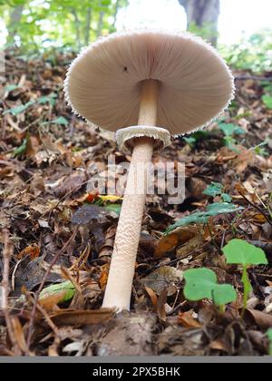 Steinpilze Macrolepiota procera ist eine Pilzart der Champignon-Familie. Die Fruchtkörper sind in der Mitte deckelförmig. Saprotroph, wächst weiter Stockfoto