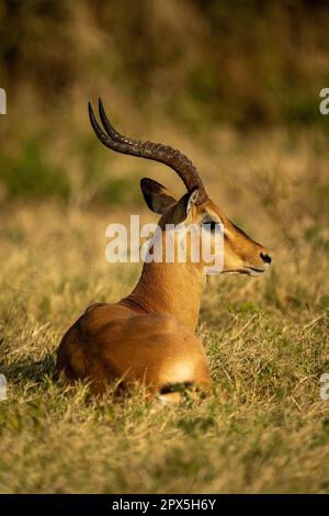 Männliche gewöhnliche Impala liegt im Grasstarren Stockfoto