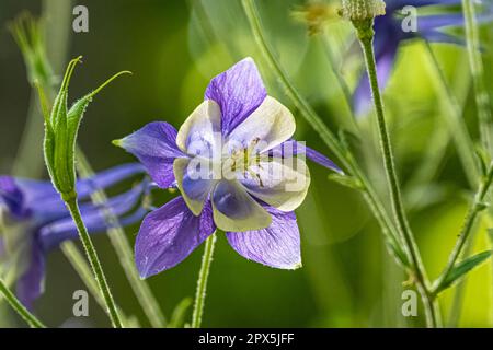 Wunderschöne lila und gelbe Frühlingsblumen im Atlanta Botanical Garden in Gainesville, Georgia. (USA) Stockfoto