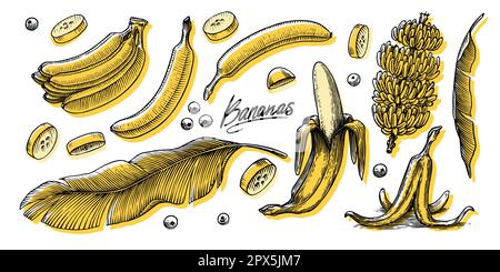 Bananenobst und Palmenblätter. Handgemalt mit Tinte im Vintage-Stil. Lineares Grafikdesign. Detaillierte vegetarische Speisen. Vektordarstellung für Beschriftung Stock Vektor