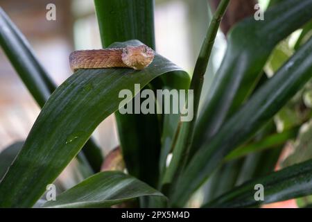 Nahaufnahme der Blattviper (Atheris squamigera) Stockfoto