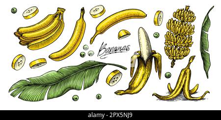 Bananenobst und Palmenblätter. Handgemalt mit Tinte im Vintage-Stil. Lineares Grafikdesign. Detaillierte vegetarische Speisen. Vektordarstellung für Beschriftung Stock Vektor