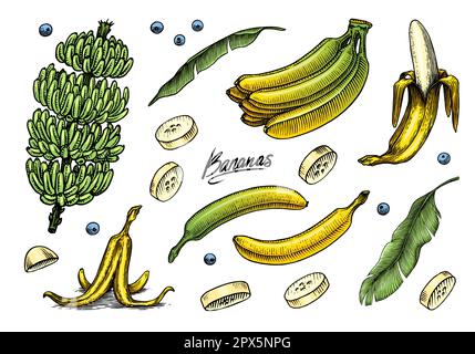 Bananenobst und Palmenblätter. Handgemalt mit Tinte im Vintage-Stil. Lineares Grafikdesign. Detaillierte vegetarische Speisen. Vektordarstellung für Beschriftung Stock Vektor