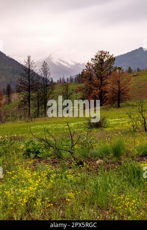 Wildblumen wachsen auf einem Feld, das vor kurzem von einem wilden Feuer verbrannt wurde, mit verbrannten Bäumen in der Ferne und Goat Peak im Hintergrund. Stockfoto