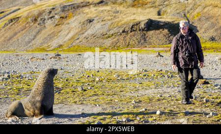 South Georgia Island - 28. November 2010. Ein männlicher Tourist geht vorsichtig an einem großen männlichen aggressiven antarktischen Seehund (Arctocephalus gazella) vorbei. Stockfoto