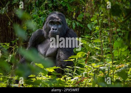 Ein Silberrücken-Gorilla befindet sich im dichten Laub seines natürlichen Lebensraums im undurchdringlichen Wald von Bwindi in Uganda. Stockfoto