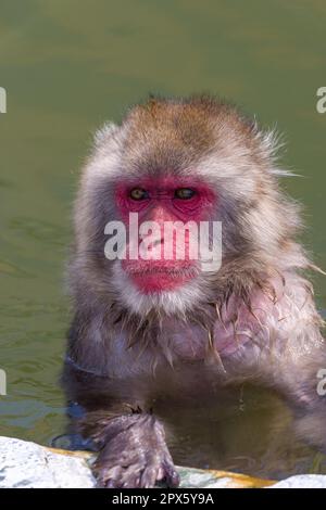 Japanische Makaken (Macaca fuscata), Baden in einer dampfenden vulkanischen heißen Quelle (Onsen) auf der nördlichen Insel Hokkaido (Hakodate) Stockfoto