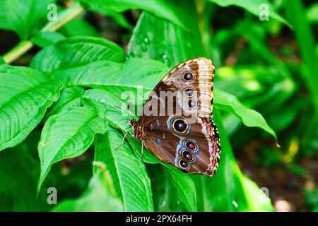 Schmetterlinge auf wunderschönen Pflanzen, während Sie in der Sonne verweilen Stockfoto