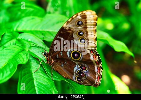 Schmetterlinge auf wunderschönen Pflanzen, während Sie in der Sonne verweilen Stockfoto