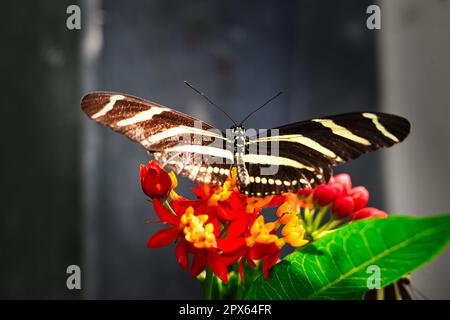 Schmetterlinge auf wunderschönen Pflanzen, während Sie in der Sonne verweilen Stockfoto