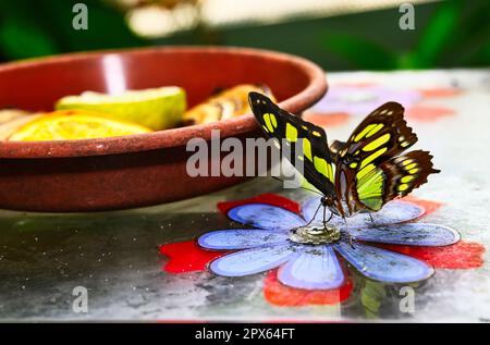 Schmetterlinge auf wunderschönen Pflanzen, während Sie in der Sonne verweilen Stockfoto