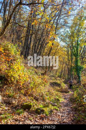 Trekker wandert durch Kichernusswald. Magischer Herbst im Ambroz Valley, Extremadura, Spanien Stockfoto