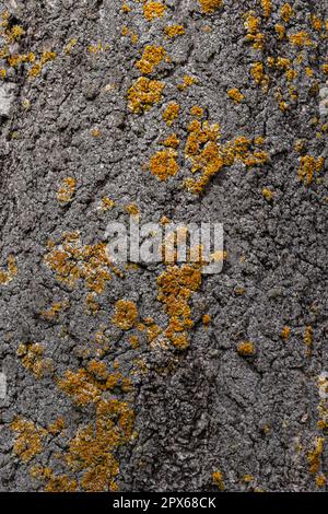 Orangefarbenes Flechten, Xanthoria parietina, wächst auf Baumrinde. Stockfoto