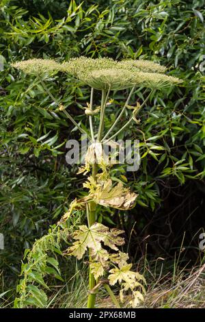 Heracleum sosnovskyi große Giftpflanze blüht. Heilpflanze Hogweed Heracleum sphondylium. Stockfoto