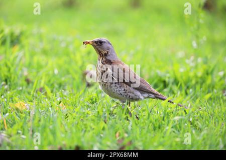 Junger Drossel-Vogel auf der Suche nach Nahrung im grünen Gras. Songbird im Frühling Stockfoto