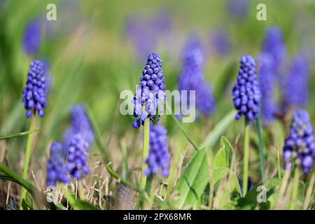 Viperzwiebel oder Maushyazinth (lut. Muscari) in einem Frühlingsgarten auf grünem Grashintergrund Stockfoto