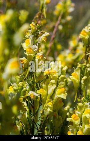 Linaria vulgaris, die Namen sind gemeiner Karottenflachs, gelber Karottenflachs oder Butter und Eier, die im Sommer blühen. Stockfoto