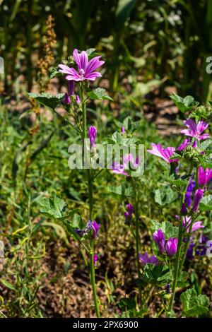 Blume des Gartenbaums-Mallow mit Taufläufen auf den Blütenblättern Lavatera thuringiaca. Stockfoto