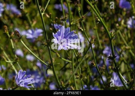 Blühende Chicorée, gewöhnlicher Chicorée Cichorium Intybus. Honigpflanze, Nektar und Pollen. Kaffeeersatz. Verwendet in Süßwaren, Konservenherstellung, Zapfen Stockfoto