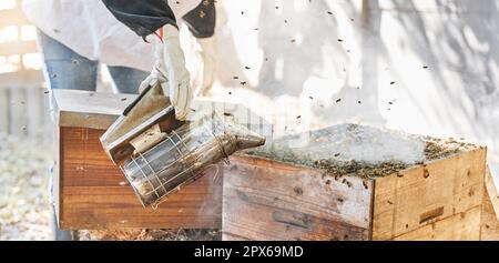 Landwirtschaft, Bienenzucht und Raucher für die nachhaltige Erzeugung von Honig in einer landwirtschaftlichen Außenlandwirtschaft. Landwirtschaft, Bienen und Imker oder Erzeuger Stockfoto