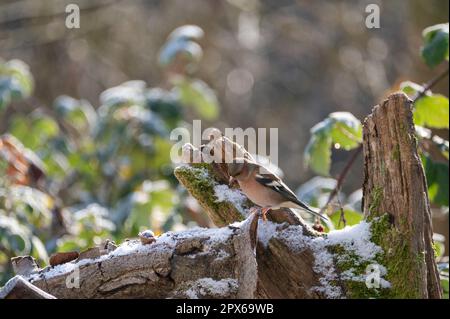 Im Winter sitzt ein Speckvogel (Fringilla Coelebs) auf einem alten Ast mit etwas Schnee Stockfoto