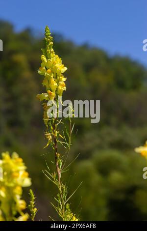 Linaria vulgaris, die Namen sind gemeiner Karottenflachs, gelber Karottenflachs oder Butter und Eier, die im Sommer blühen. Stockfoto