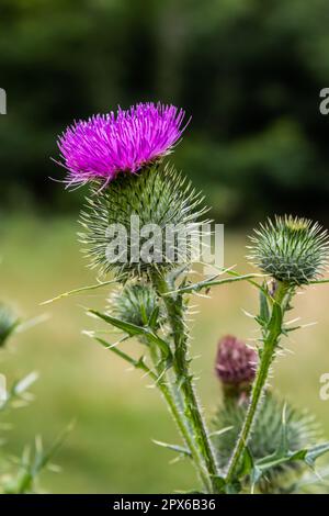 Gesegnete Milchdistel Blumen auf dem Feld, Nahaufnahme. Silybum-Marihuanum-Heilmittel, Mariendistel, Mariendistel, Mariendistel, Cardus mar Stockfoto